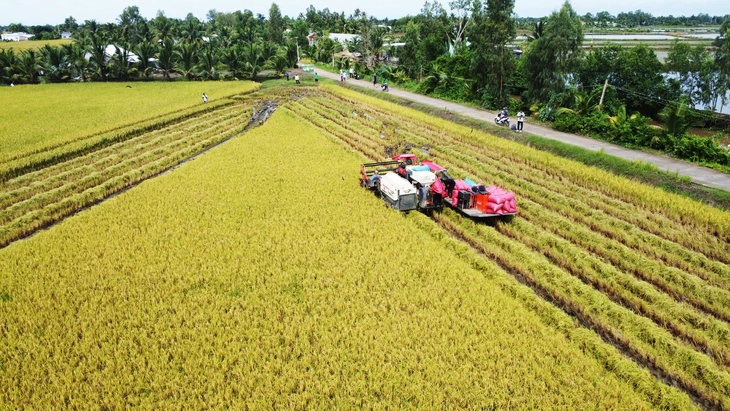 Giá lúa giảm, vì sao một số nông dân Cà Mau vẫn vui? - Ảnh 3.