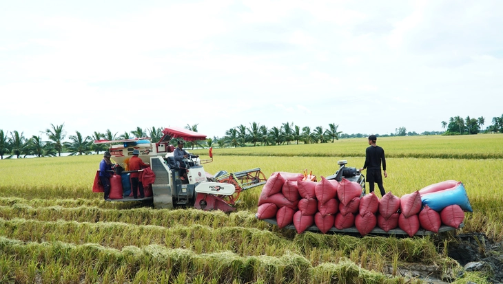 Giá lúa giảm, vì sao một số nông dân Cà Mau vẫn vui? - Ảnh 3.