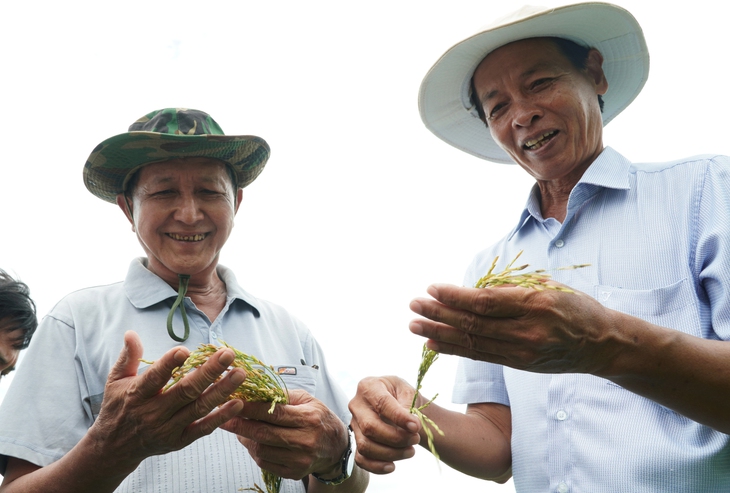 Giá lúa giảm, vì sao một số nông dân Cà Mau vẫn vui? - Ảnh 1.