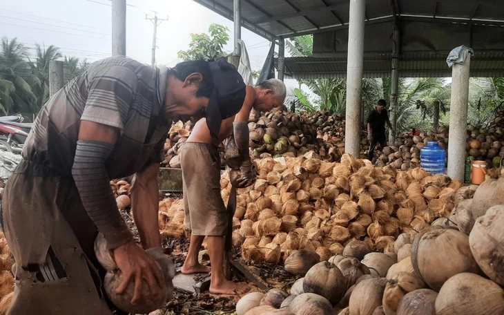 Dừa xiêm tăng giá nhờ thời tiết nắng nóng - Ảnh 2.