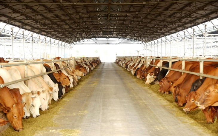 'Vua thép 'Trần Đình Long IPO mảng nông nghiệp, tiết lộ tổ chức lớn gom hàng cổ phiếu  - Ảnh 3.