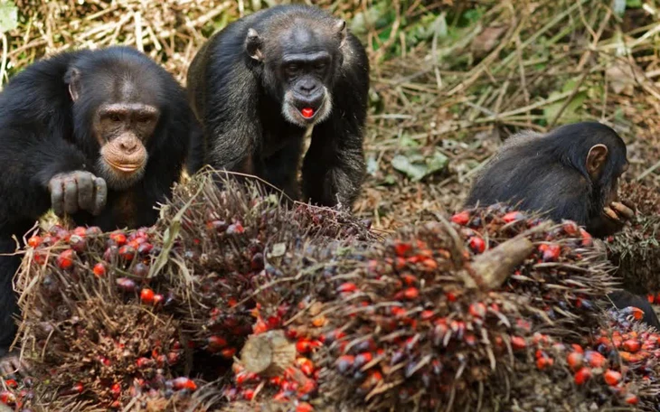 Con người di chuyển gấp 40 lần toàn bộ động vật hoang dã trên cạn - Ảnh 2.