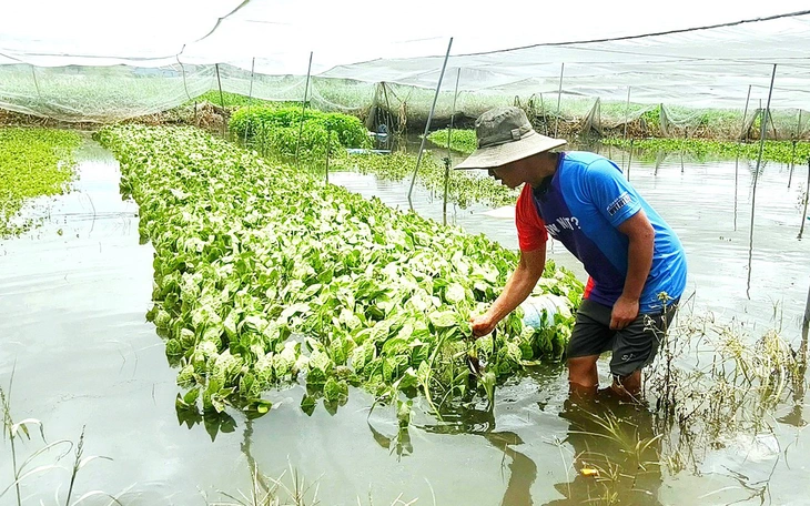 Hơn 63.000 mét vuông đất trồng rau ở xã Vĩnh Lộc bị ngập do mưa lớn - Ảnh 4.
