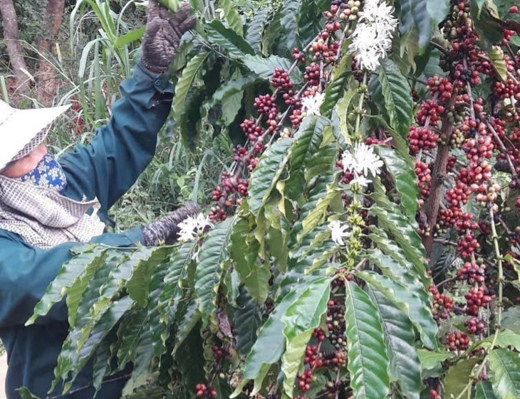 Giá cà phê diễn biến trái chiều, giá tại Mỹ cao kỷ lục - Ảnh 1.