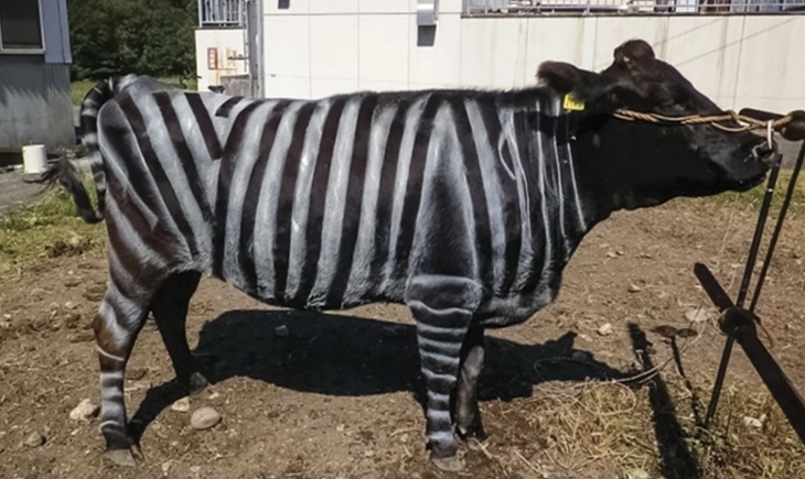 Ig Nobel 2025: Trẻ sơ sinh thích bú sữa khi mẹ mới ăn tỏi - Ảnh 2.