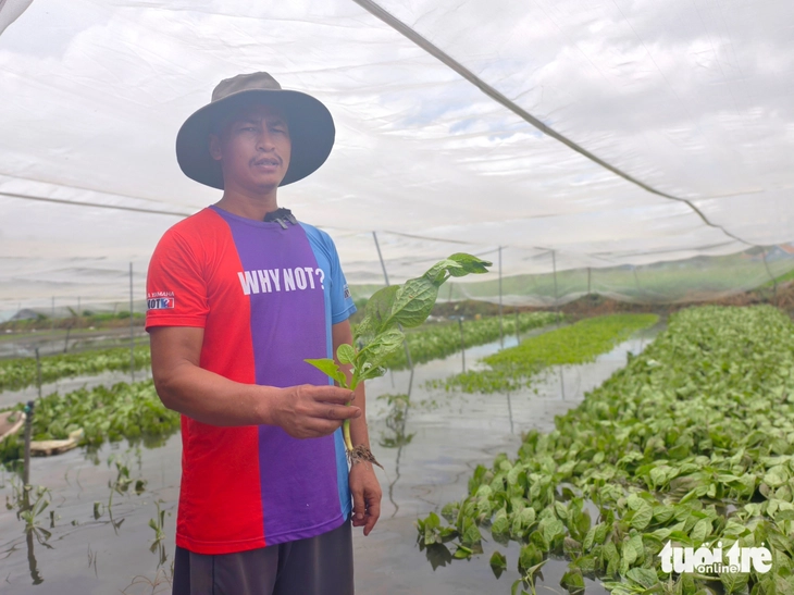Bơm nước 'chống ngập' cho các vườn rau ở Vĩnh Lộc - Ảnh 5.
