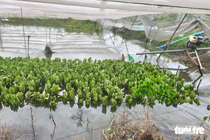 Bơm nước 'chống ngập' cho các vườn rau ở Vĩnh Lộc - Ảnh 4.