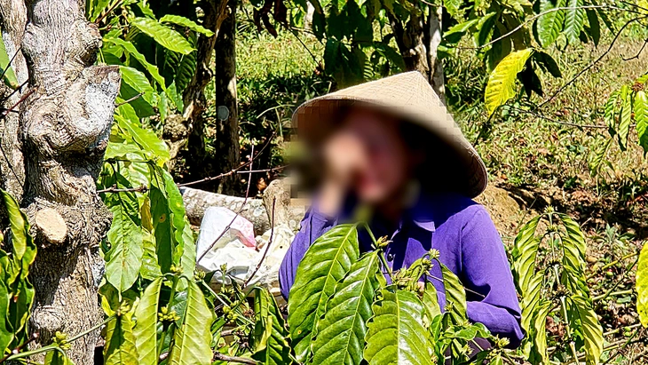 Vụ anh rể phá vườn cà phê em vợ: Xử phạt em vợ 4 triệu đồng vì chung sống như vợ chồng với anh rể - Ảnh 1.