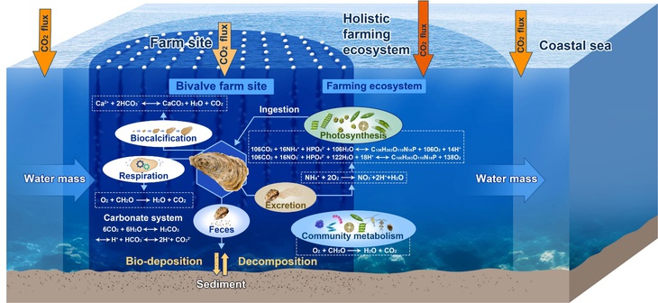 Nuôi hàu giúp giảm CO₂, cung cấp nguồn thực phẩm bền vững - Ảnh 1.