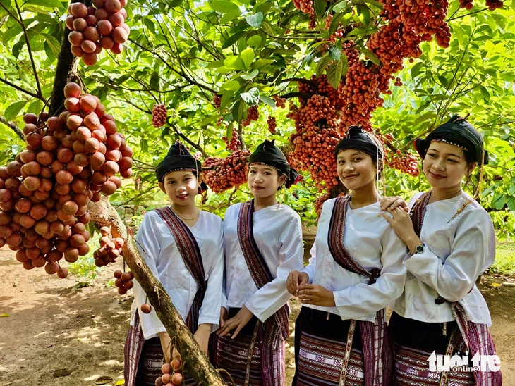 Vườn đỏ Vân Hòa hút khách- Ảnh 1. Vườn đỏ Vân Hòa hút khách - Ảnh 1.