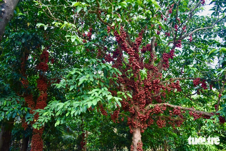Vườn đỏ Vân Hòa hút khách- Ảnh 4. Vườn đỏ Vân Hòa hút khách- Ảnh 4.