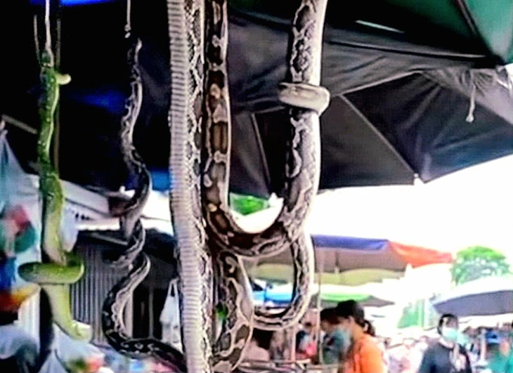 Video quay cảnh một khu chợ bán cá sấu, rắn ở Thái Lan/Trung Quốc là giả - Ảnh 1.