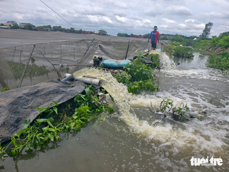 Hơn 63.000 mét vuông đất trồng rau ở xã Vĩnh Lộc bị ngập do mưa lớn - Ảnh 3.