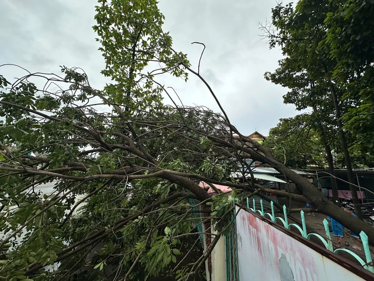 Hai lần cây xanh bật gốc trong Trường tiểu học Thái Hòa A, TP.HCM - Ảnh 2. Hai lần cây xanh bật gốc trong Trường tiểu học Thái Hòa A, TP.HCM - Ảnh 2.