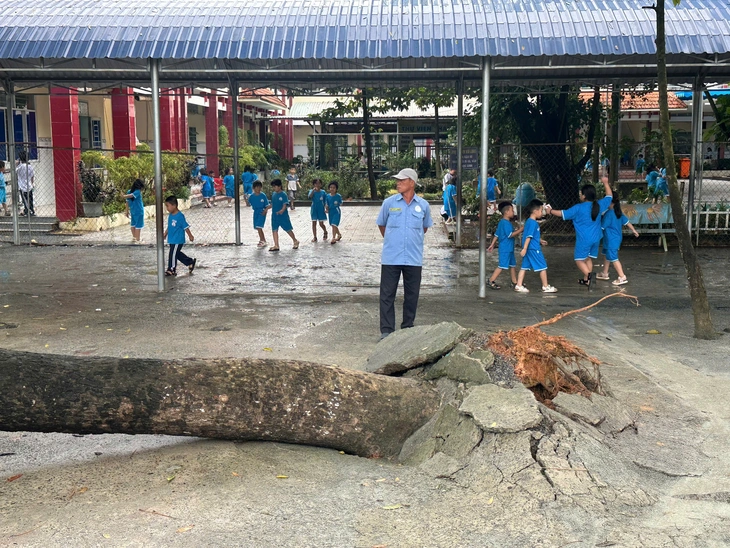 Hai lần cây xanh bật gốc trong Trường tiểu học Thái Hòa A, TP.HCM - Ảnh 1. Hai lần cây xanh bật gốc trong Trường tiểu học Thái Hòa A, TP.HCM - Ảnh 1.