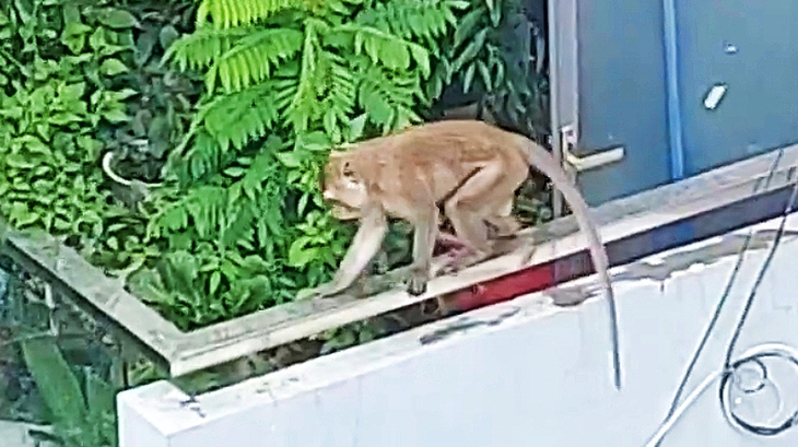 Bắn gây mê, bắt khỉ đuôi dài hơn 8kg vào nhà dân ở phường Chánh Hưng lục lọi đồ ăn - Ảnh 2.