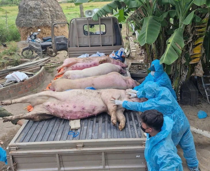 Dân Quảng Ngãi có heo bị dịch tả được hỗ trợ 40.000 đồng/kg - Ảnh 2.