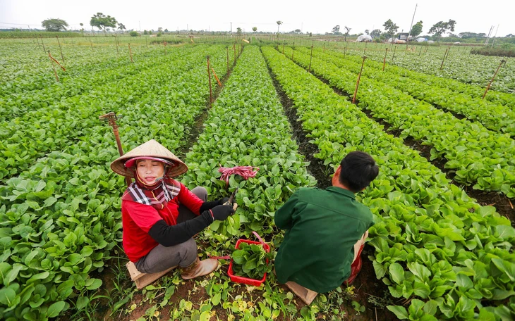 Chiến lược thu hút Tiktoker bán hàng tham gia hợp tác xã? - Ảnh 1.