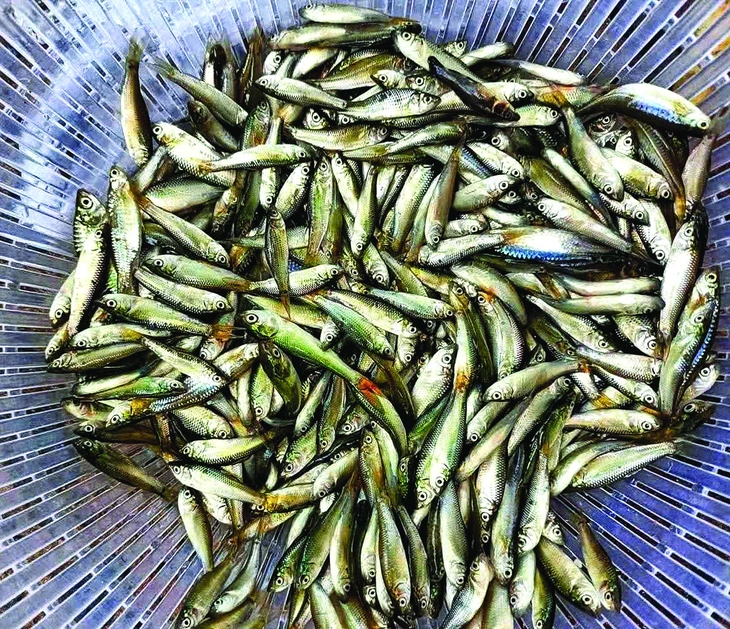 Nỗi buồn mùa cá linh! - Ảnh 3.