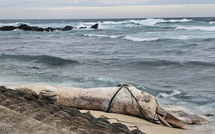 Xác cá voi hơn 4 tấn dạt vào bờ biển Nghệ An - Ảnh 3.