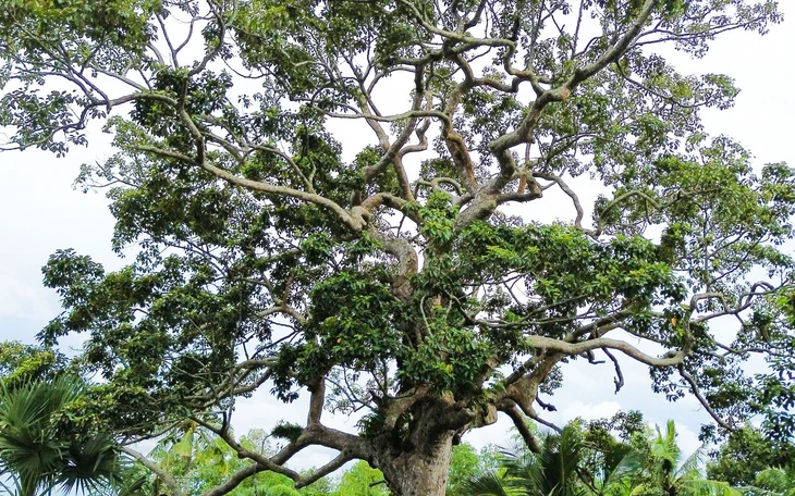 Cụ cây Thiên Tuế có dáng thế ‘lạ đời’ uốn lượn như con rồng trên đỉnh Ông Rồng - Ảnh 6.