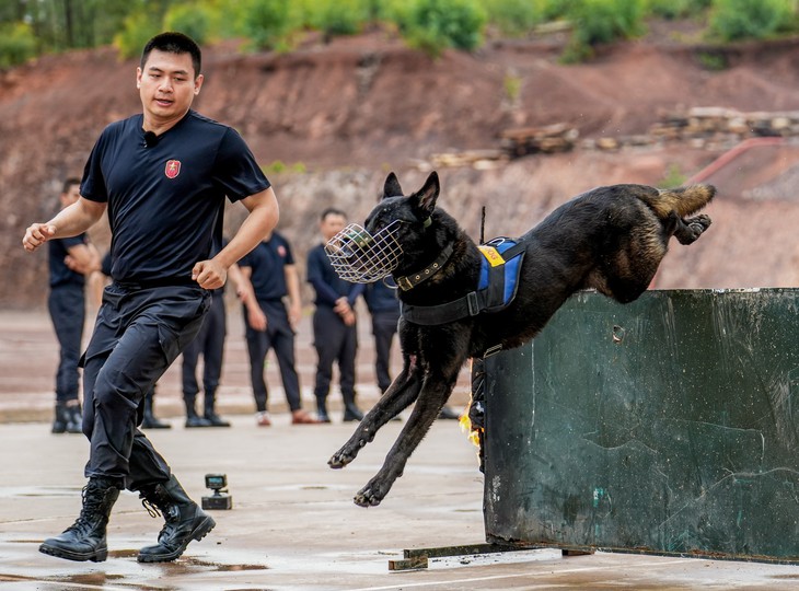 Cảnh khuyển - chiến sĩ đặc biệt trong Chiến sĩ quả cảm - Ảnh 2.
