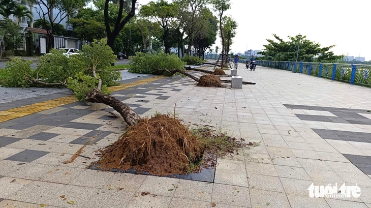 Cây xanh bật gốc ngã la liệt trên vỉa hè ven sông Đà Nẵng - Ảnh 1.