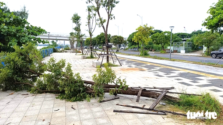 Cây xanh bật gốc ngã la liệt trên vỉa hè ven sông Đà Nẵng - Ảnh 3.