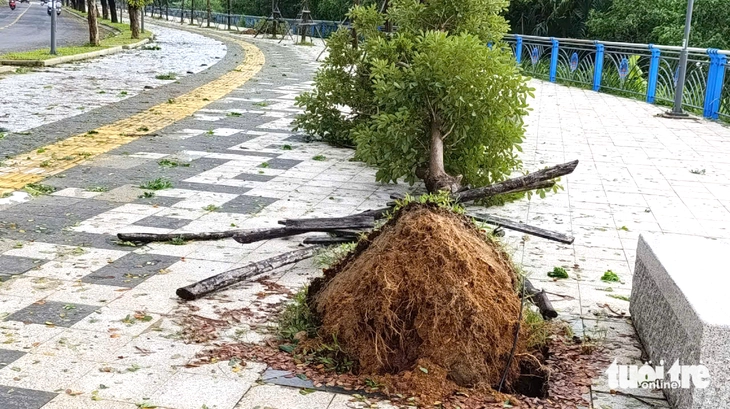 Cây xanh bật gốc ngã la liệt trên vỉa hè ven sông Đà Nẵng - Ảnh 4.