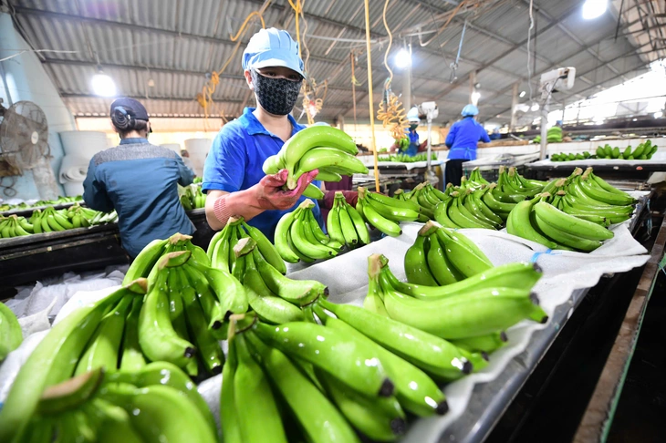 Xuất khẩu rau quả bứt phá, 15 ngày mang về 650 triệu USD - Ảnh 1.