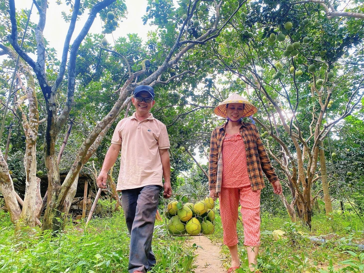 Thanh trà Huế được mùa, lần đầu tiên vào siêu thị lớn ở TP.HCM - Ảnh 3.