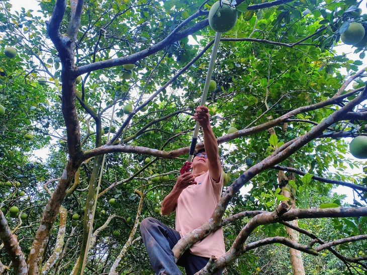 Thanh trà - Ảnh 2.