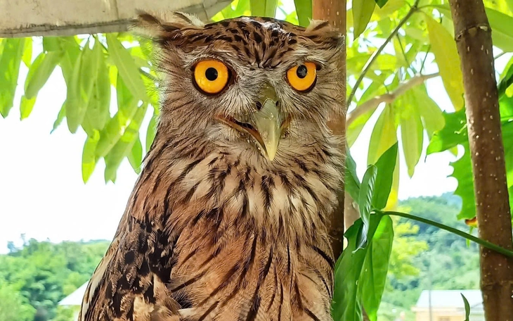 Lần đầu ghi nhận chim khác loài 'chăm sóc' cho nhau giữa đô thị - Ảnh 3.