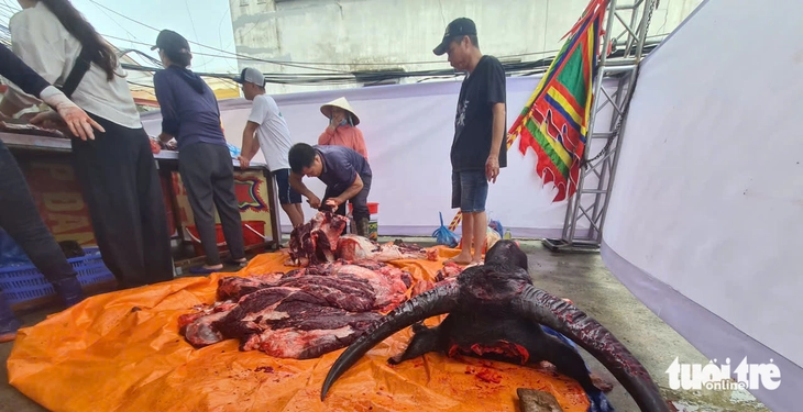 Trong sân 'ông trâu' đang chọi, ngoài sân trâu chọi đã bị xẻ thịt - Ảnh 3.