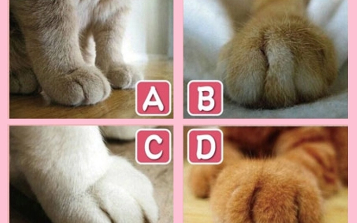 Quiz: Bạn vượt qua khó khăn, thử thách bằng cách nào? - Ảnh 7.