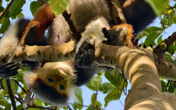 Nhiều nơi có đá lăn trên bán đảo Sơn Trà, tạm phong tỏa tuyến đường khu vực bãi Bắc - Ảnh 2.