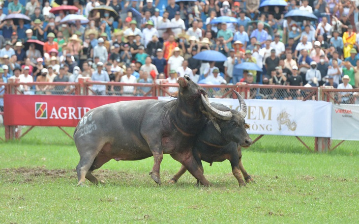 Độc lạ con trâu có cặp sừng 'mọc ngược', uốn cong như chiếc vòng cổ - Ảnh 10.