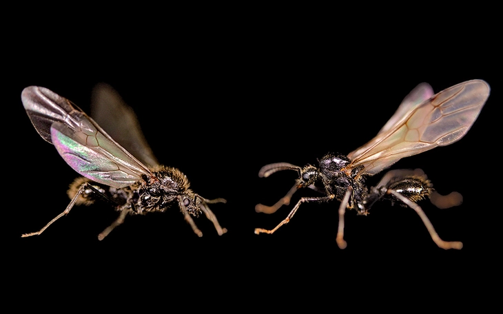 Hàng trăm con giun đất bò lên mặt đường ở Đồng Nai - Ảnh 4.