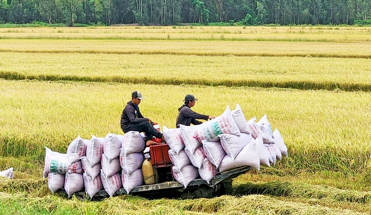 Tích cực tìm thị trường mới cho gạo xuất khẩu - Ảnh 1. Tích cực tìm thị trường mới cho gạo xuất khẩu - Ảnh 1.