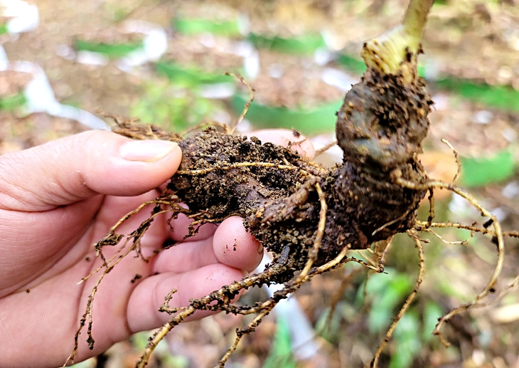 Mùa thu hoạch hạt sâm Ngọc Linh - Ảnh 6. sâm ngọc linh - Ảnh 6.