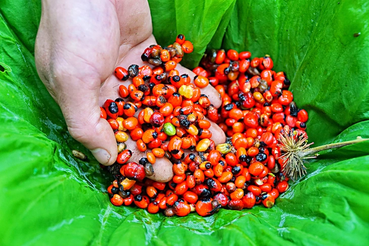 Mùa thu hoạch hạt sâm Ngọc Linh - Ảnh 4. sâm ngọc linh - Ảnh 4.
