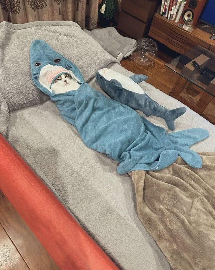 Baby Shark - Ảnh 1.