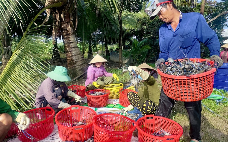 Nông dân miền Tây nuôi tôm càng xanh bằng dừa khô - Ảnh 3.