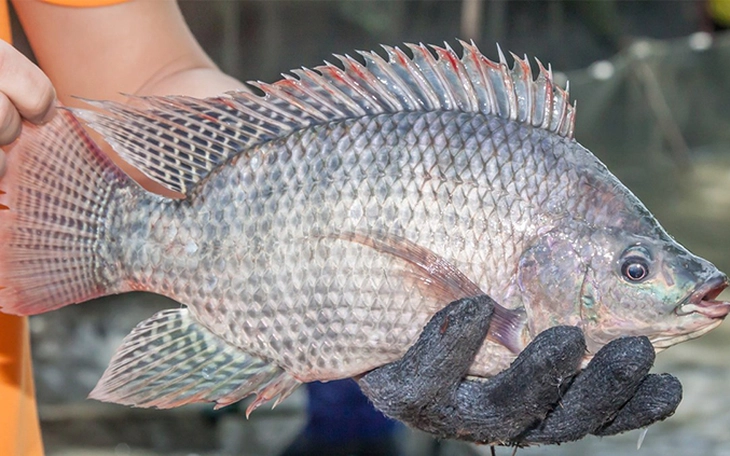 Một loài cá Việt dễ nuôi, giàu dinh dưỡng, bán qua Mỹ, Brazil,... thu về 2.500 tỉ đồng - Ảnh 2.