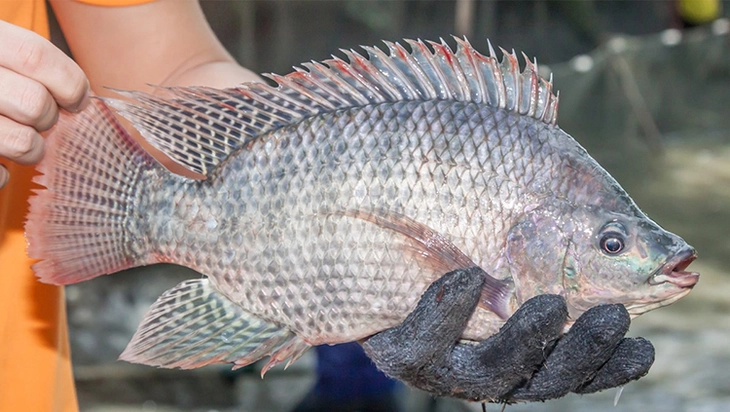 cá rô phi - Ảnh 1.