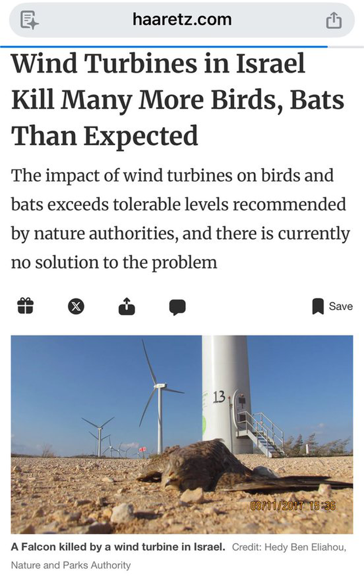 Có thật các tua bin điện gió giết chết tất cả đại bàng đầu trọc biểu tượng của Mỹ? - Ảnh 2.