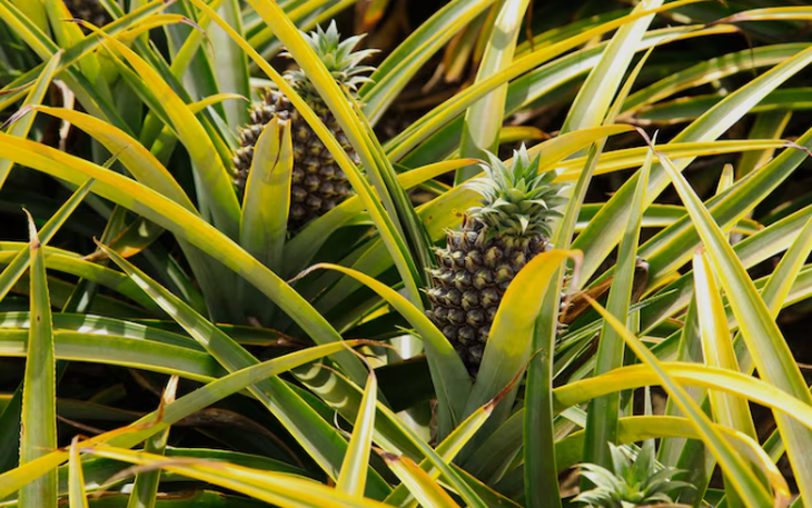 Biến vỏ đậu phộng thành 'vật liệu kỳ diệu' - Ảnh 3.