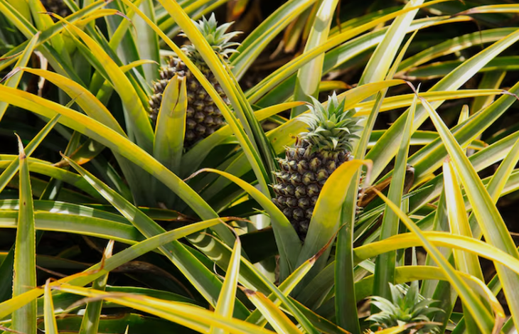 lá dứa - Ảnh 1.