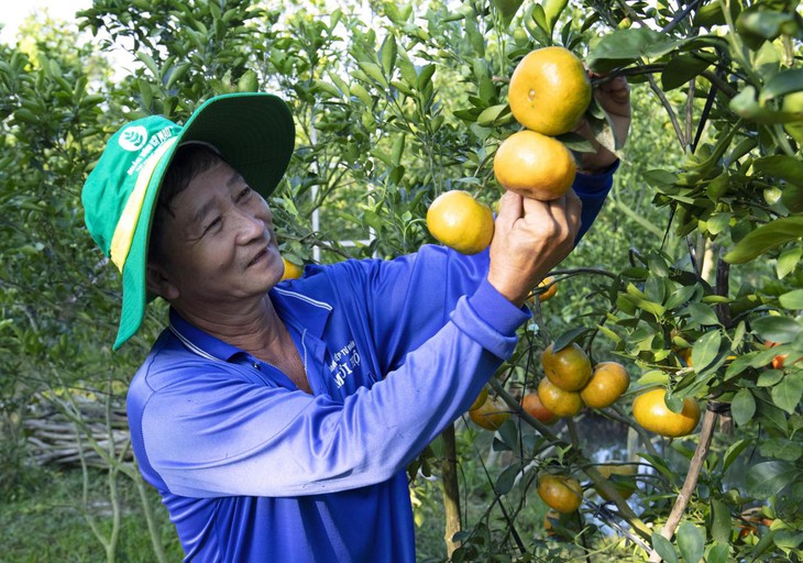 Phân bón Cà Mau - Ảnh 3.