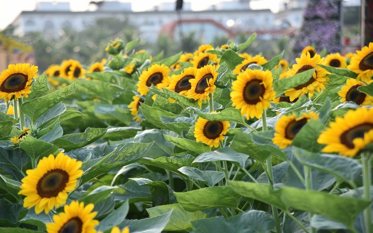 Thời tiết miền Tây trở lạnh có ảnh hưởng đến hoa Tết? - Ảnh 2.